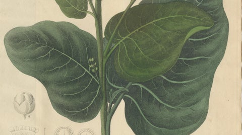 Antique Botanical Print of Nicotiana Rustica, Copper Engraving, c.1831, close-up 3