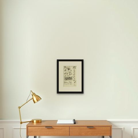 Antique Engraving of the Caper Bush and Other Plants, 1773, shown framed on a wall, true to size