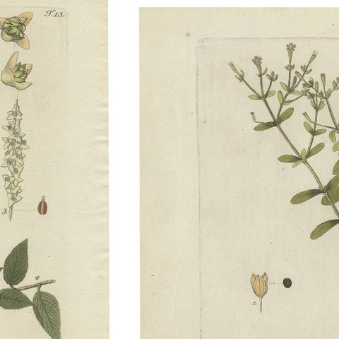 Set of 4 Antique Prints of Various Plants by Jacquin, 'c.1790', close-up 1