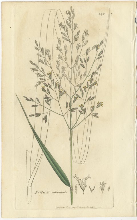 Set of 8 Antique Botanical Engravings of Festuca & Brome Grasses, c.1830, view 4