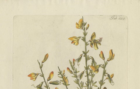 Scotch Broom Botanical Engraving, Icones Plantarum Medicinalium, 1788, close-up 3