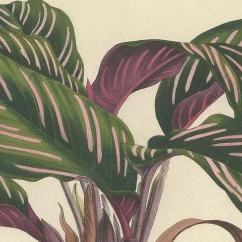 Set of 2 Antique Botany Prints of Maranta Plant Species by Van Houtte, '1848', close-up 1