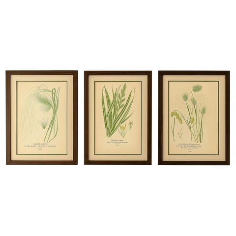 Antique Botanical Prints of Feather, Ribbon & Quaking Grasses, c.1897