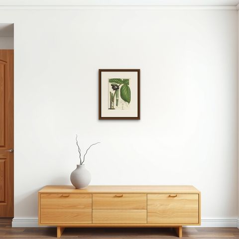 Cobra Lily: Hand-Colored Lithograph by Louis van Houtte, 1855, shown framed on a wall, true to size