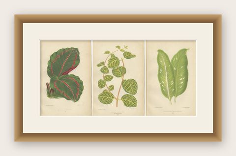 Vibrant Elegance: Botanical Illustrations of Foliage from 1880 Paris, shown framed