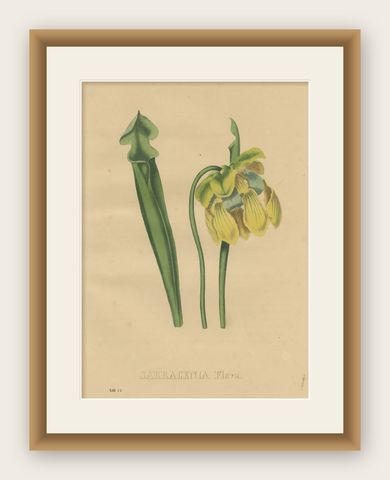 Antique Botanical Print of the Sarracenia Flava or Yellow Pitcherplant, shown framed