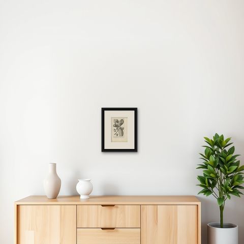 Antique Botany Print of The Barringtonia Plant by Cook, 1803, shown framed on a wall, true to size