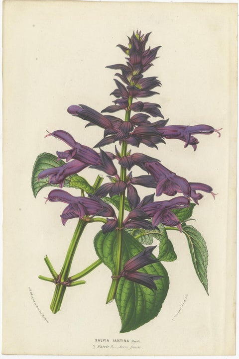 Set of 6 Antique Botany Prints, Wisteria, Scutellaria, Sage 'circa 1853', view 5