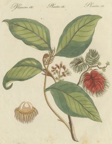 Rambutan Tropical Fruit Branch, Antique Bertuch Print, circa 1810