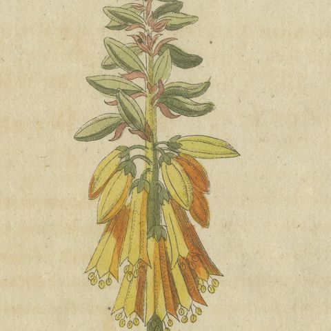 Flowering Aloe with Umbellifer, Antique Bertuch Print, circa 1805, close-up 6
