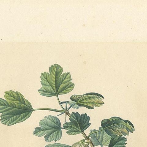Antique Print of Gooseberry by Du Monceau, circa 1820, close-up 1