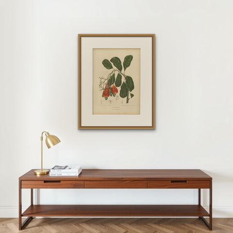 Antique Cashew Tree Botanical Chromolithograph by Hoola van Nooten, c. 1880, shown framed on a wall, true to size