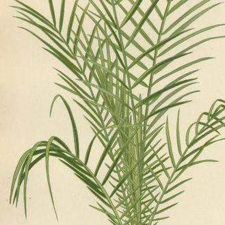 Antique Botanical Prints of Curly Palm, Spiny Date Palm & Trachycarpus, c.1897, close-up 1
