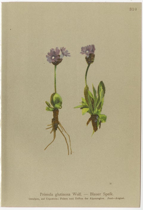 Alpine Botanical Prints Set of 6, Antique Chromolithographs, Primula Series 1897, view 3