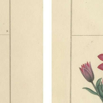 Pair of Hand-Colored Botanical Engravings of Roses & Spring Flowers, London 1828, close-up 1
