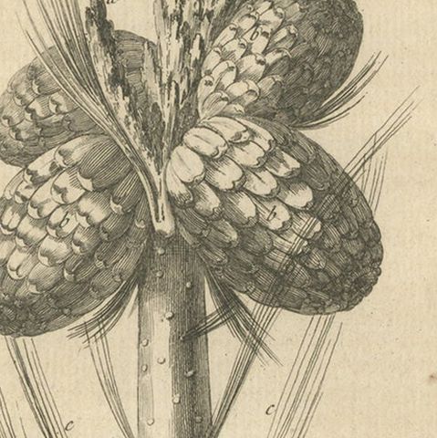 Antique Print of the Flower and Fruit of an Oriental Cedar, 1768, close-up 2
