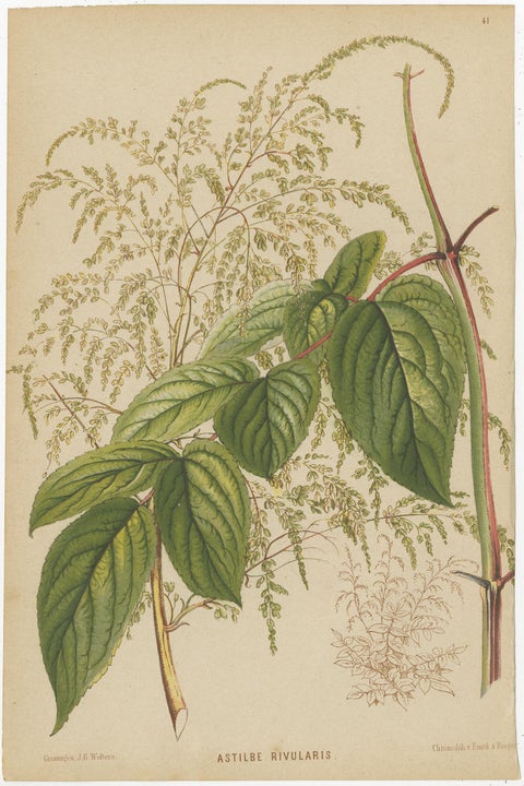 Set of 3 Antique Botany Prints, Spirea, Strawberry, by Oudemans, circa 1865, view 2