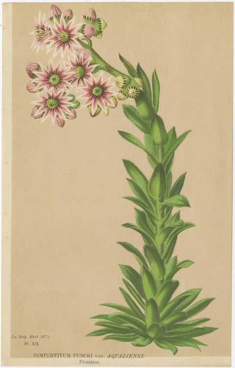 Set of 2 Antique Botany Prints, Nicotiana Suaveolens 'c.1880', view 3