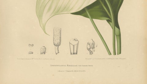 Original Antique Peace Lily Botanical Chromolithograph by Hoola van Nooten, 1880, close-up 4