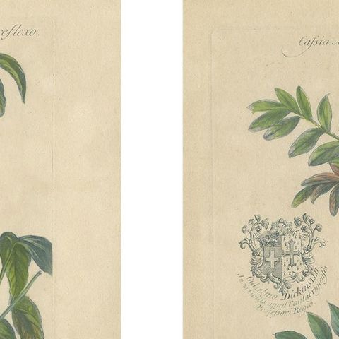 Set, Cassia Barbadensis & Marilandica, Botanical Prints by John Martyn c.1728, close-up 1