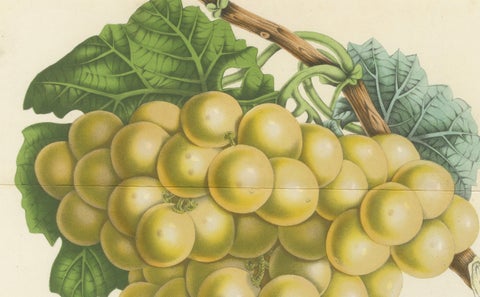 Stockwood Golden Hambro Grapes: Hand-Colored Lithograph by Louis van Houtte, close-up 2
