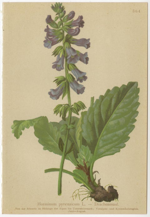 Set of 8 Antique Alpine Botanical Chromolithographs, Atlas der Alpenflora 1897, view 4