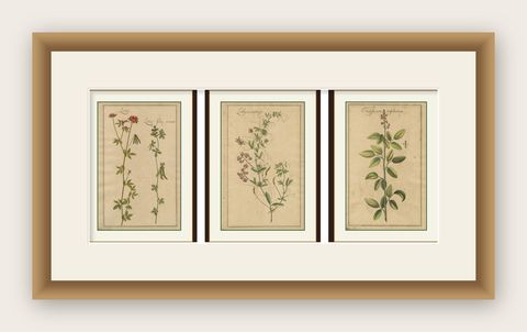 Rare Set of Botanical Engravings, Lotus, Lathyrus & Hedysarum, ca.1690, shown framed
