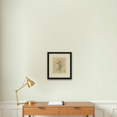 Antique Tobacco Botanical Print, Nicotiana Tabacum, c.1831, shown framed on a wall, true to size
