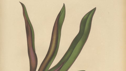 Original Antique Botanical Chromolithograph of Oyster Plant, c.1880, close-up 2