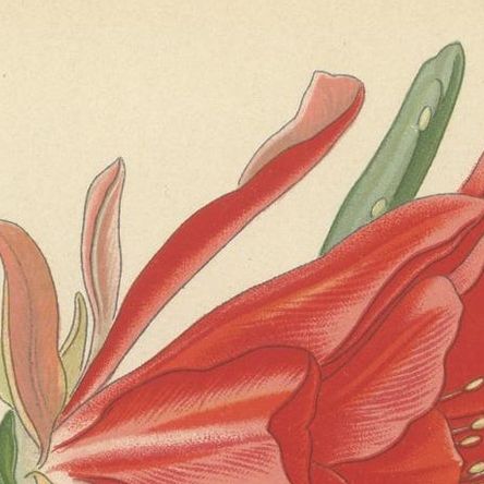 Stunning 1897 Leaf-Stemmed Cactus Print, Phyllocactus Illustration, close-up 1