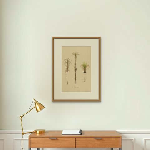 Antique Sugarcane Botanical Chromolithograph, Teboe Cheribon, Java 1892, shown framed on a wall, true to size