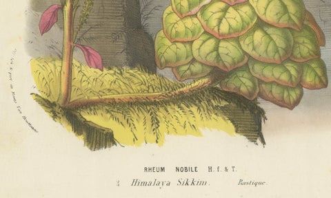 Noble Rhubarb Botanical Illustration by Louis van Houtte, 19th Century, close-up 3