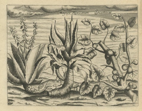 New World Flora: Aloe, Maguey, and Mexican Plants in De Bry's 1601 Work, close-up 1