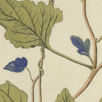 Convolvulus Jalapa Botanical Engraving, Icones Plantarum Medicinalium, 1788, close-up 5