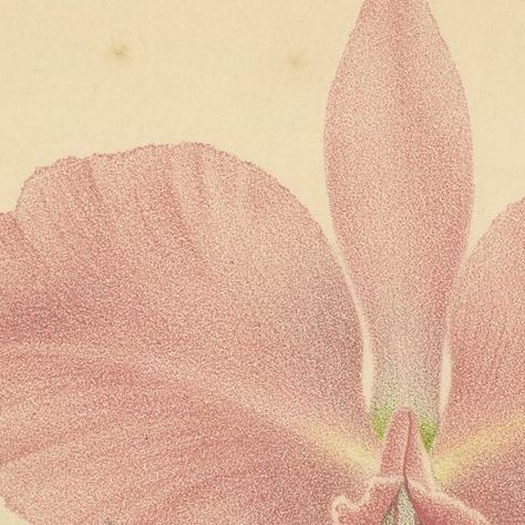 Antique Chromolithographic Print of a Christmas Orchid or May Flower, ca.1880, close-up 1