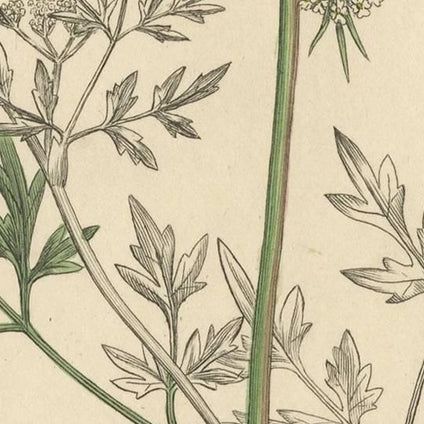 Antique Botany Print 'Aethusa Cynapium' by J. Sowerby, 1803, close-up 1