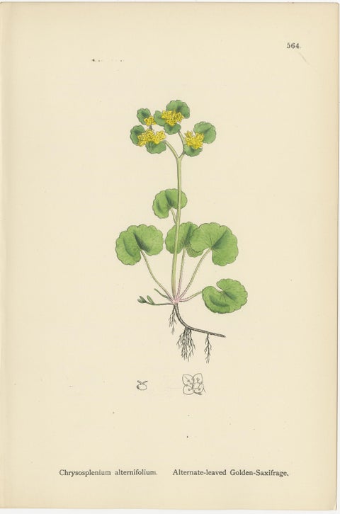 Hand-Colored Botanical Engravings of Golden Saxifrage & Grass-of-Parnassus, 1902, view 3