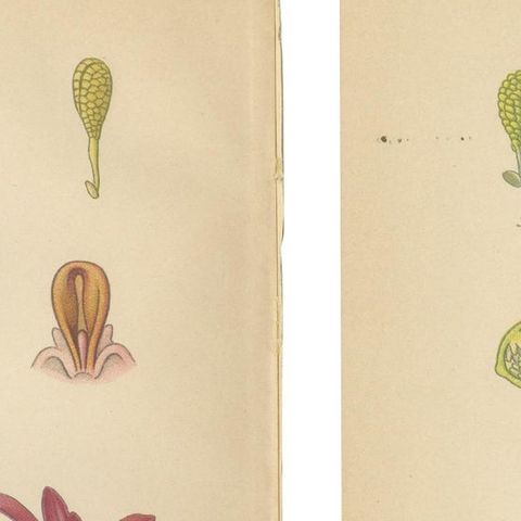 Nigritella Nuances: Botanical Portraits of Alpine Orchids from 1904, close-up 1