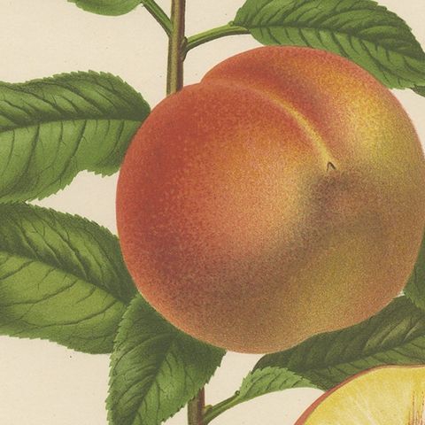 Antique Print of the Royal George Peach Severeyns, 1876, close-up 2