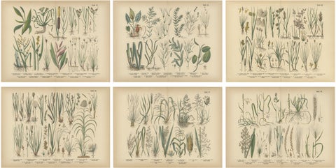 Antique Botanical Prints Set, German Atlas Plants & Grasses, circa 1885
