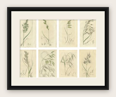 Set of 8 Antique Botanical Engravings of Bromus (Brome Grasses), c.1830, shown framed