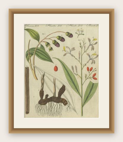 Exquisite Hand-Colored Botanical Engraving with Medicinal Plants, 1805, shown framed