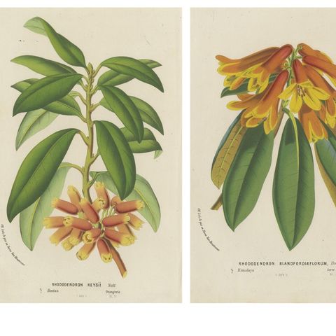 Lush and Vibrant: A Collection of Exotic Botanical Illustrations, circa 1875, close-up 1