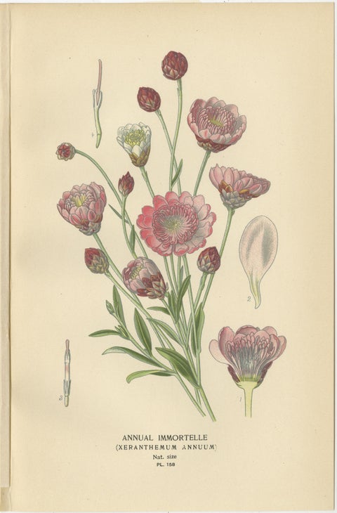 1897 Antique Botanical Prints, Cornflower, Immortelle, Canterbury Bells, view 4