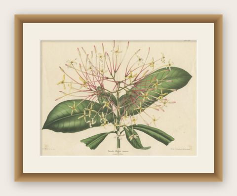 Antique Botany Print of the Ixora Hookeri Plant by Oudemans, circa 1865, shown framed