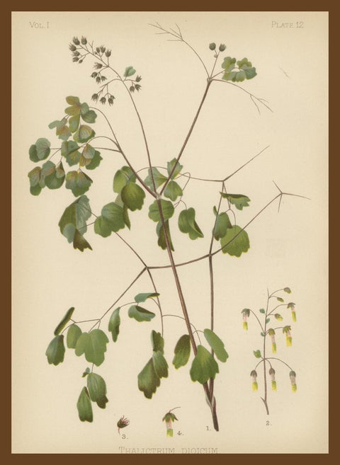 Native US Flora, Three Original Botanical Chromolithograps, 1879, view 7