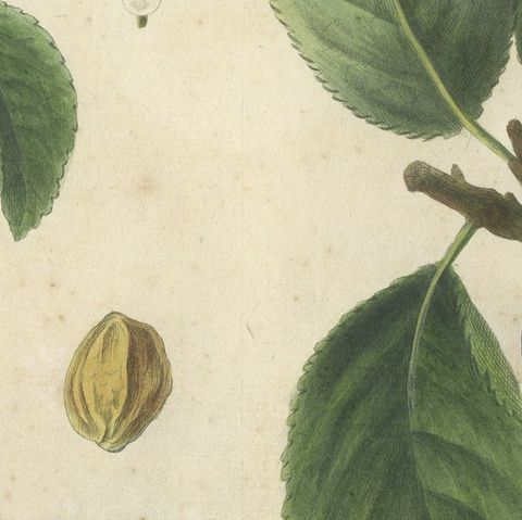 Antique Print of Various Plum Varieties, close-up 4