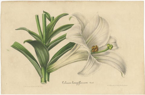 Set of 2 Antique Botany Prints of the Easter Lily and Heart-Leaved Lily '1847', view 2