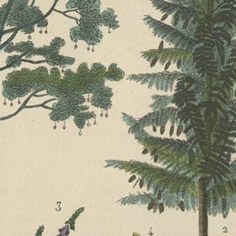 A Heritage of Flora: Original Antique Engraving of Diverse Plant Species, 1845, close-up 3