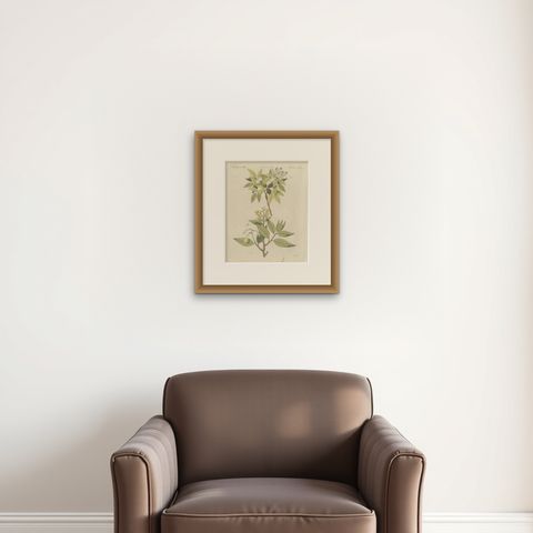Two Flowering Tree Branches, Antique Bertuch Print, circa 1805, shown framed on a wall, true to size
